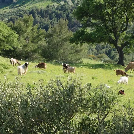Il Vigneto Bed & Breakfast *