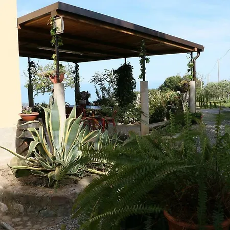 Il Vigneto
